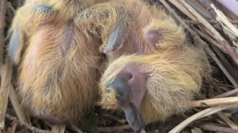 Mimmy Stranger Two newborn chicks, with brown fluff on them and pink heads and bodies. They are resting on a nest. 