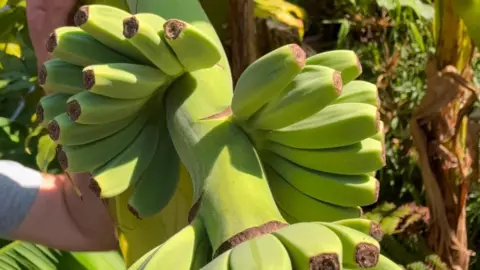 Peter Stav Un ciorchine de banane încă pe plantă. O mână și un braț sunt în stânga imaginii ținând ciorchine-ul.