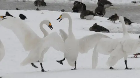 Bewick's swans