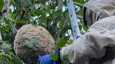 A man in protective clothing is up a ladder dealing with a large nest in a tree. 