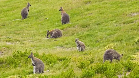 Alamy Wallabies on King Island