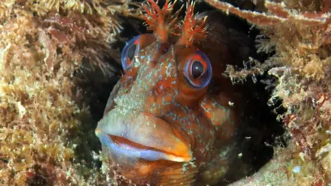 A tompot blenny fish hiding in the reef underwater at Cromer. The fish has large eyes and has frilly tentacles on top of its head. It is hiding in part of the reef.