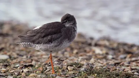 RSPB Scotland Redshank