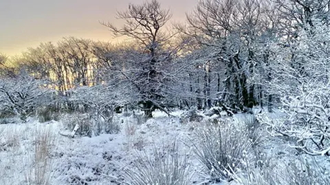 Mark Shackleton A snowy woodland scene on Dartmoor. Snow has settled on the ground. Trees are covered in snow. The sky is a yellow glow. 