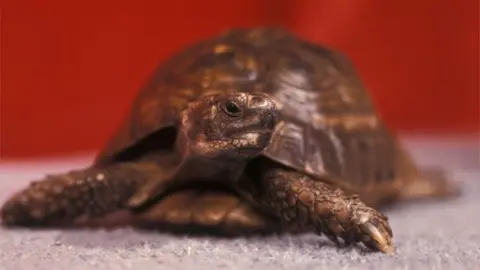BBC George the tortoise