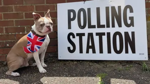 Stan Jackson A boston terrier dressed in a union flag collar sits next to a polling day sign.