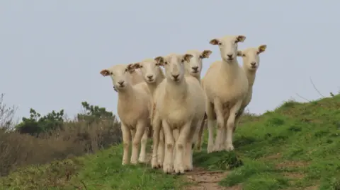 Stormchaser AL Six sheep standing on a grassy hill stare into the camera. 