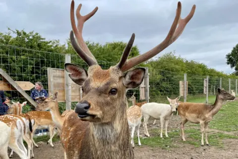 Scottish Deer Centre 
