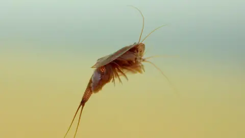A small tadpole shrimp floating in water