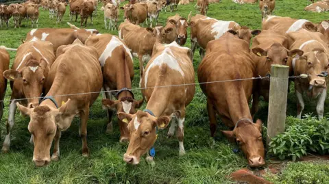 A group of brown and white Guernsey cows, stick their heads under a small wire fence. 