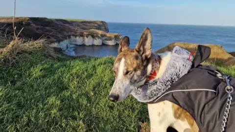 whethertheweatherbefine A brindle and white dog has its eyes closed and is facing the camera. The winter sun is low and bright and the dog is wearing a festive poinsettia collar and a fleece-lined coat. Behind the dog are the chalk cliffs of Flamborough and the North Sea