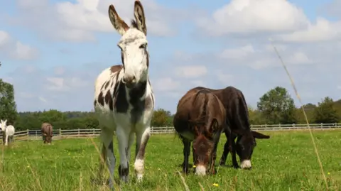 Multiple donkeys in a field; one is white with brown spots and is facing the camera, whilst two are beside him with brown coats, eating the grass. There is a white donkey in the background with a lighter-brown one behind him.