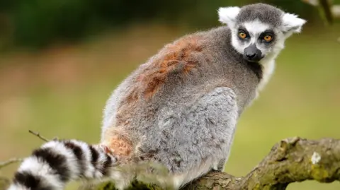 PA Media A ring-tailed lemur perched on a branch. It has grey and brown fur and a black and white-striped tail.