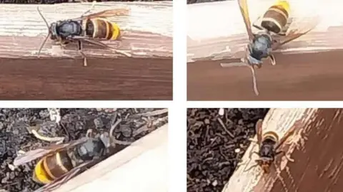 Crown Copyright Four different pictures of a black and yellow Asian hornet. In three of the pictures it is sat on wood and in the bottom left it is on gravel.