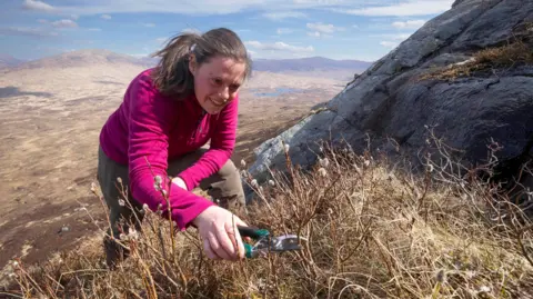 A conservationist takes a cutting of a tree high in Lochaber's mountains.