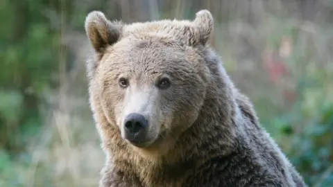 PA Media Boki the brown bear looking at the camera