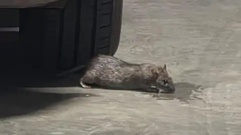 BBC Rat next to the wheel of a delivery van at the Parcelforce Worldwide depot in Maesglas, Newport.