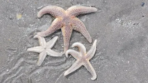 Hayley Jenkins Three starfish