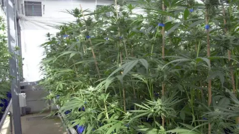 BBC Cannabis plants