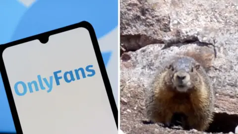 Split screen. Left, OnlyFans logo. Right, marmots.