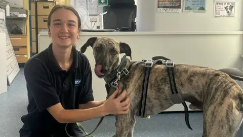 RSPCA Lancashire East A young female RSPCA worker kneels on the floor in reception at the branch holding on to the chest of a mottled brown and black greyhound which is licking its nose. The young woman is wearing a black polo shirt and has her hair tied back and a nose piercing