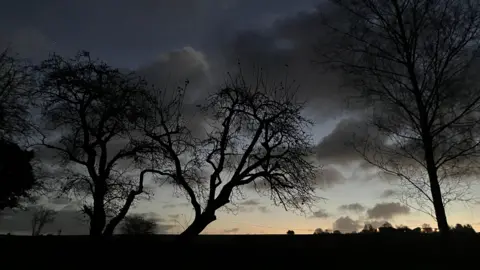 WeatherWatchers/Stonehenge Stephen A starkly-lit early morning sky with brightness on the horizon and the forms of three gnarled trees looming in the foreground.