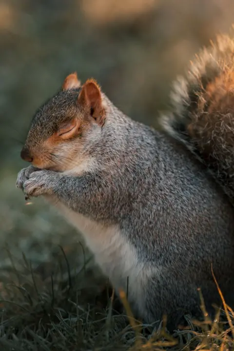 Jamie Arnold A squirrel happily eating a nut