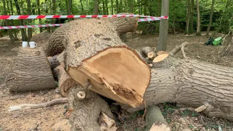 Woodland Trust/PA Media Trunk of the Enfield oak felled and cut into chunks on the ground