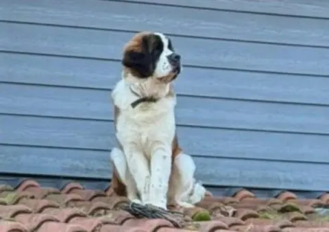 Dog on a roof looking away from the camera