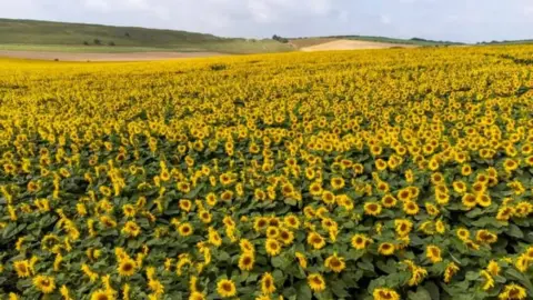 Maiden Castle Farm Sunflowers