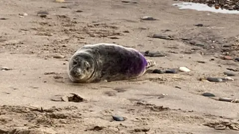 Seal pup on beach