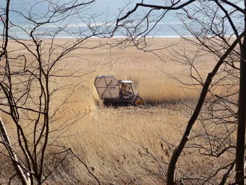 Colin Matheson A reed cutting machine being driven through a huge area of reeds is viewed the the bare branches of some trees