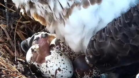 Osprey chick peering out of the egg shells