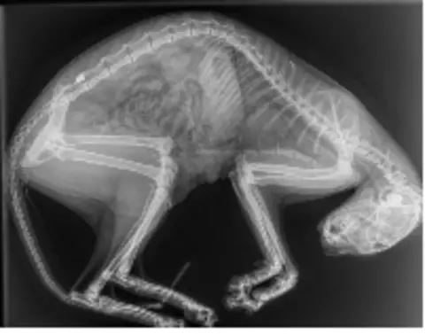 RSPCA An X-ray of a cat that had been shot