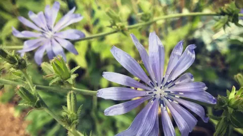 Esther Johnson Chicory flower