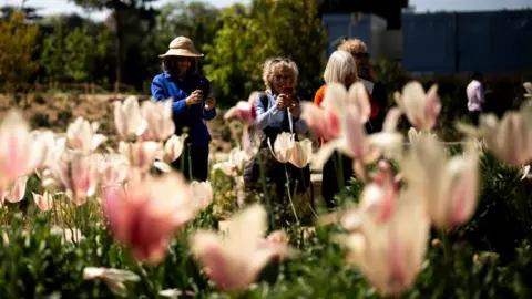 PA Women admire and take pictures of pale pink tulips. They have smiles on their faces as the enjoy. The photograph is taken through a cluster of tulips.