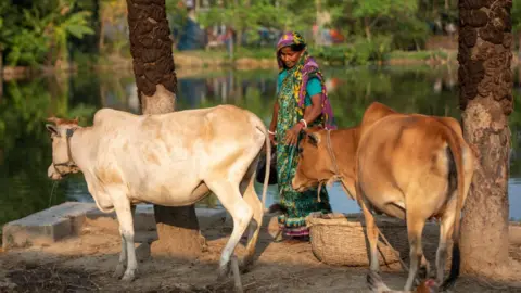 Getty Images Cattle in a village in Bangladesh - October 2021