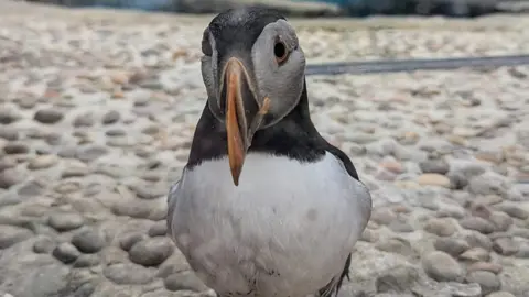 BBC Puffin at Cornish Seal Sanctuary