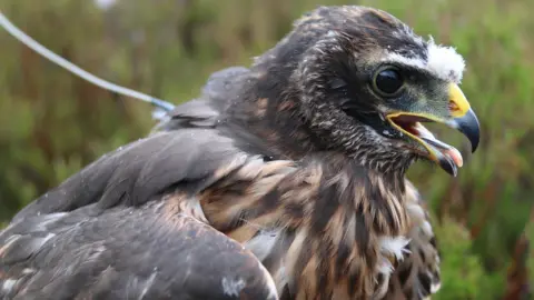 RSPB female hen harrier called Calluna