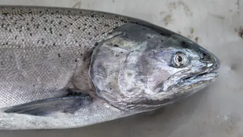 A farmed salmon laid out on a grey background.