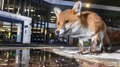 RSPCA A fox, looking just off-camera towards the left. It is bending its head down slightly to drink from a puddle, which is reflecting a glass building that is in the background.