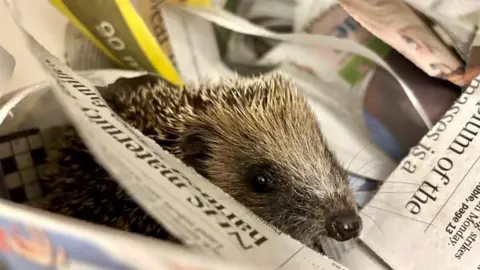 Hospital de vida silvestre de Leicestershire. Un erizo pequeño en un montón de periódicos.