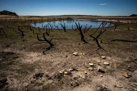 PA Media Dried mud and old trees at Colliford Lake, where water levels have severely dropped exposing the unseen trees and rocks on 10 August 2022.