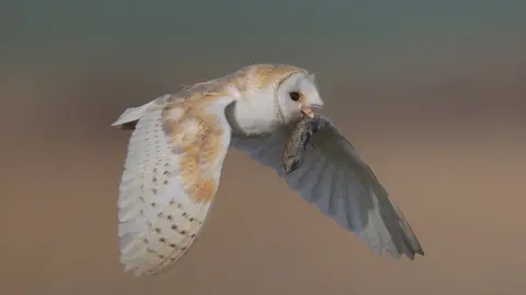 Neil Schofield Barn Owl with Prey by Neil Schofield