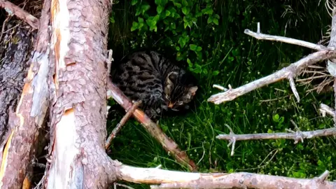 A wildcat snuggling under a tree