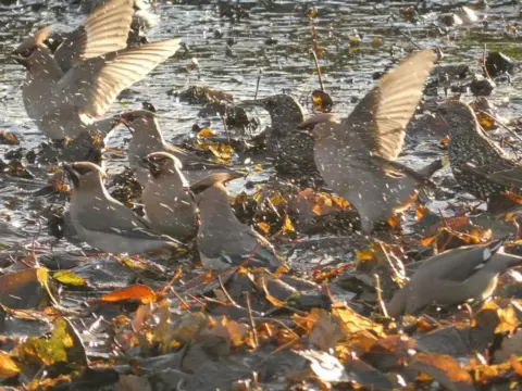 Jo Nickson Waxwings