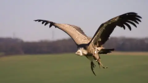 Picasa Harold is not a fan of heights, but he does stretch his wings occasionally