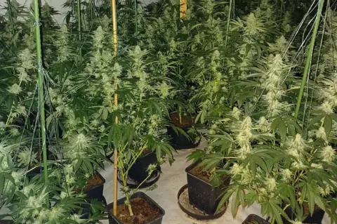 Cleveland Police Cannabis plants