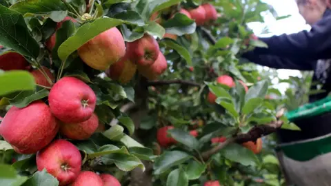 Getty Images An apple picker gathers Gala apples in an orchard