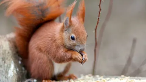 Getty Images Red squirrel